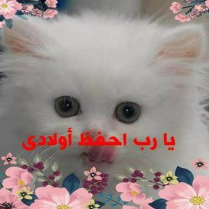 Meet your Posher, Mona